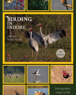 Birding In Indore – Kapil Kolte