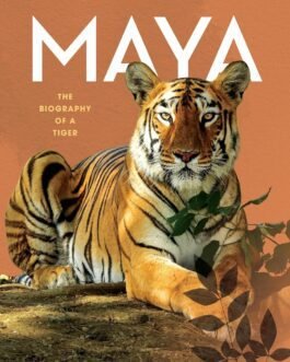 Maya : The Biography of Tiger – Anant Sonawane (Hardcover)